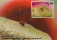 Insects of Abkhazia, 3-D, Block; 50.0 R
